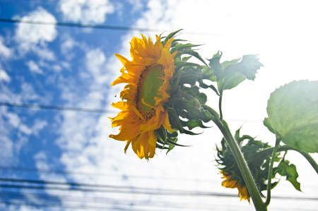 Sun flower against a blue sky Sun flower の写真素材
