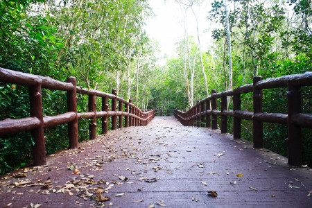 Footpath in the forest for a tourist の写真素材