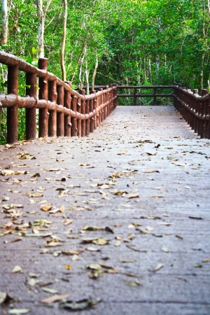 Footpath in the forest for a tourist の写真素材