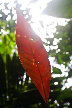 A Close up of leaf taken under bright sun Leaf 