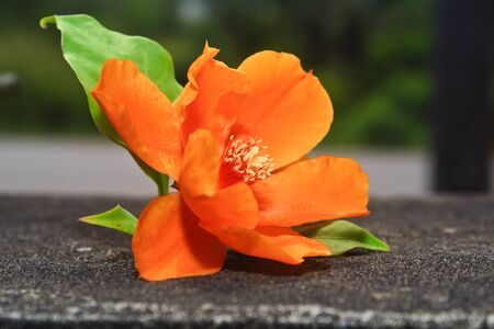 Orange flower on old wood  Orange flower