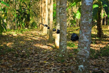 Thailand are export rubber very much Rubber is very important to the country Tree Rubberの写真素材