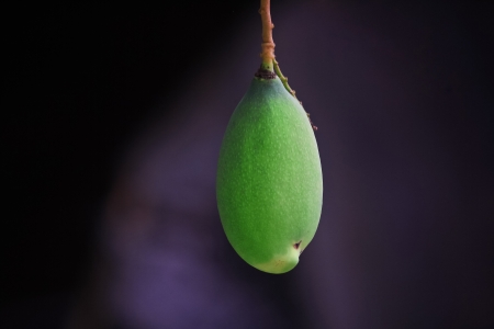 Green mango の写真素材