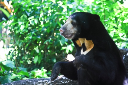 Black bear in the a zoo の写真素材