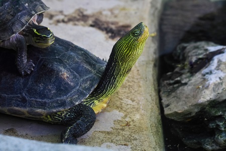 Close up turtle at zoo の写真素材
