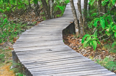 Wooden bridge の写真素材