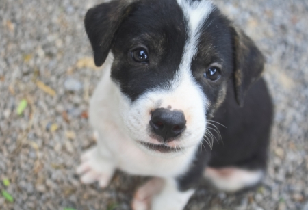 Close up eye dog の写真素材