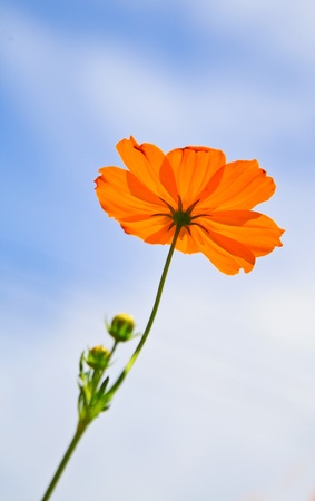 Close up Yellow Cosmos flower on blue sky の写真素材