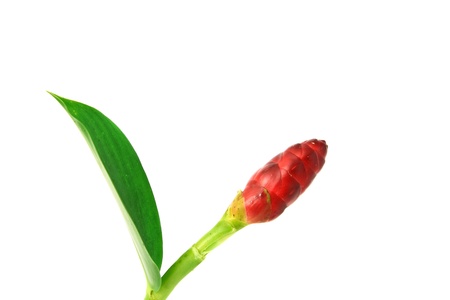 Red Ginger flower on white background with clipping path の写真素材