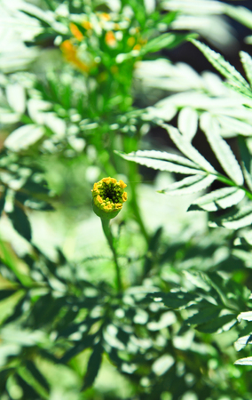 Yellow marigold flower の写真素材