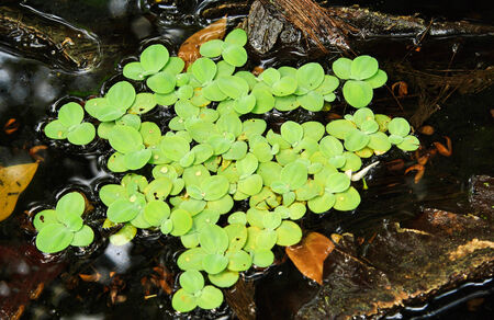 Mosquito fern in water 