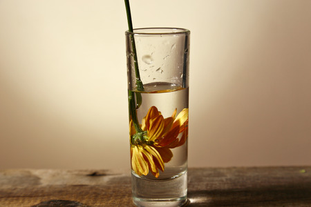 Chrysanthemums flower in glass.の写真素材
