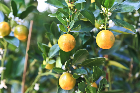 fresh orange on plant, orange treeの写真素材