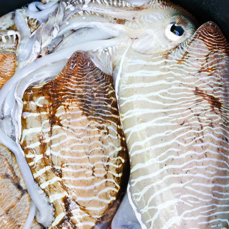 Fresh Squid on a market