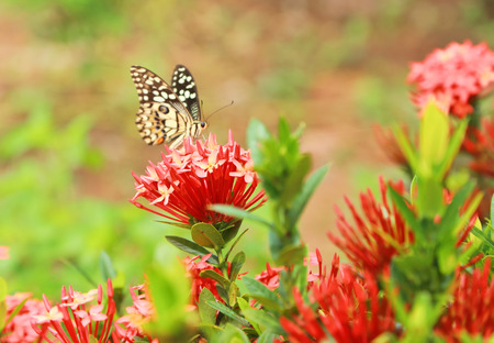 Butterfly on flowerの写真素材