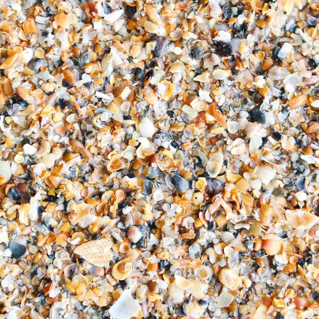 sea shells background
