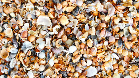 sea shells backgroundの写真素材