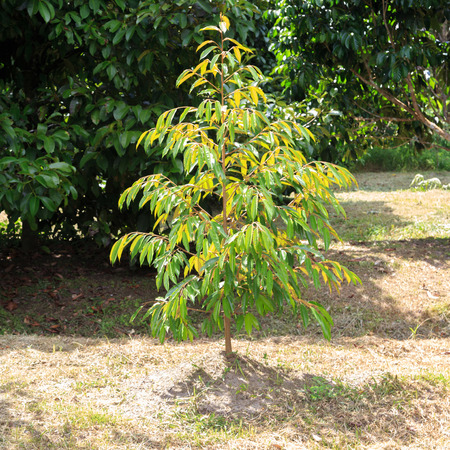 durian treesの写真素材