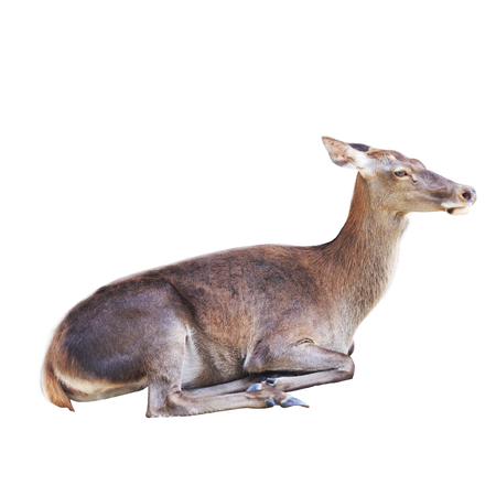 Deer isolate on white background.の写真素材
