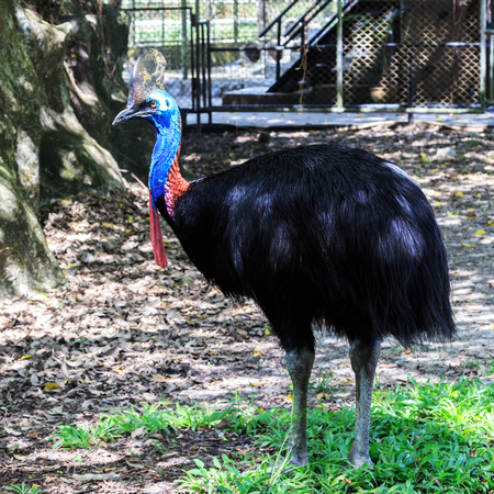 Cassowary bird,(Casuarius casuarius)の写真素材