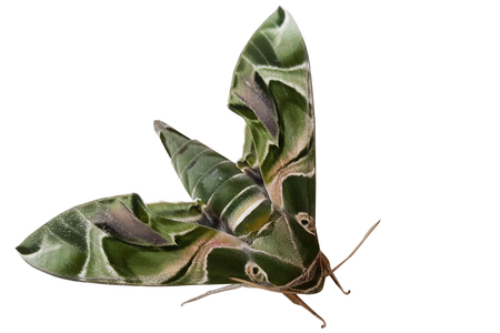 Daphnis nerii, the oleander hawk-moth or army green moth is of the family Sphingidae. The moth isolate on white background.の写真素材