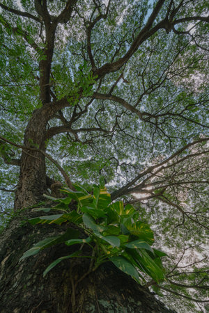 Tropical tree with green leaves in the rainforest, Thailand.の写真素材