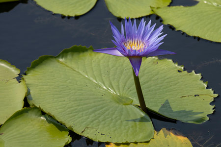 Purple water lily in the pond with lotus leafsの写真素材