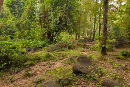 The hiking trail is gravel with green trees and full of rocks.の写真素材
