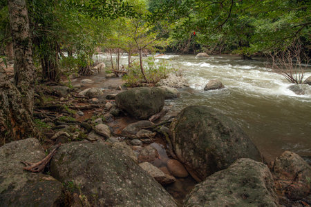 The stream flowed through several trees in the forest and there were many rocks both in the water and on the banks.の写真素材