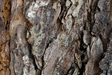 Close-up photo of tree bark, natural lightの写真素材