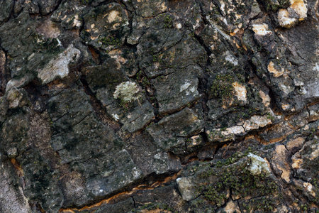 Close-up photo of tree bark, natural lightの写真素材