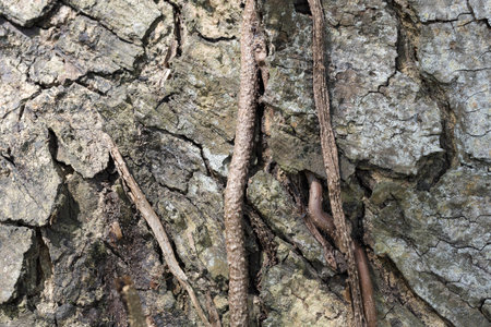 Close-up photo of tree bark, natural lightの写真素材