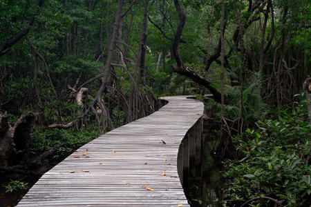 Wooden bridge for sightseeing in nature in the natural resources conservation area in Rayong.の写真素材