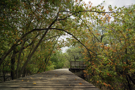 A wooden walkway with a tree tunnel with red and green leavesの写真素材