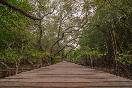 Wooden bridge walkway in natural resource and environmental conservation areas