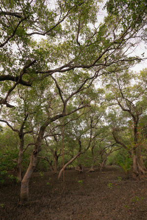 Wetland forest park to conserve natural resources when the water is dry.の写真素材