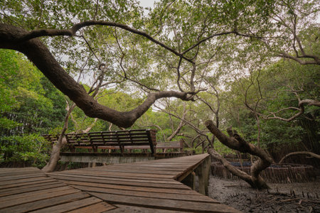 A wooden bridge and resting area in an area that preserves natural resources and the environmentの写真素材