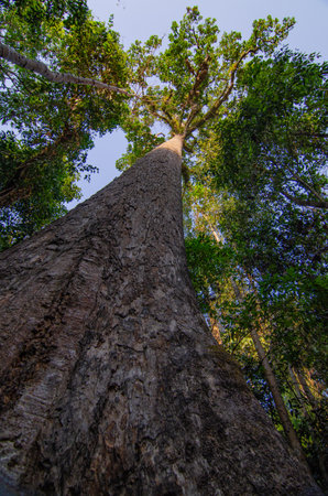 A tall tree with large branches. The bark has a rough surface. Take photos at a low angleの写真素材