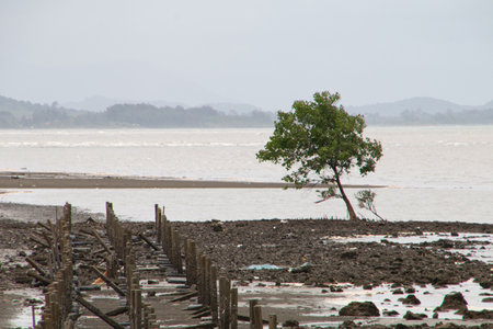 A tree by the sea that was blown away by the wind and a broken walkwayの写真素材