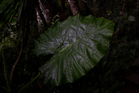 One big green leaf on trees and shrubsの写真素材