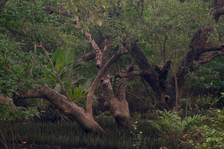 A dense and lush mangrove forest with patches of sunlight filtering through the leaves and onto the forest floor. Overall, this image represents a vibrant and thriving coastal ecosystemの写真素材