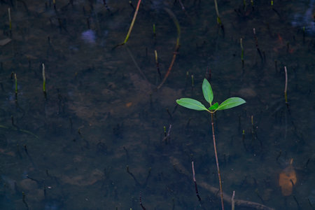 Photograph of a young mangrove tree emerging from murky water. Its light green leaves stand out against a dark background of water and submerged roots. The water reflects a delicate pattern, adding depth to the composition.の写真素材