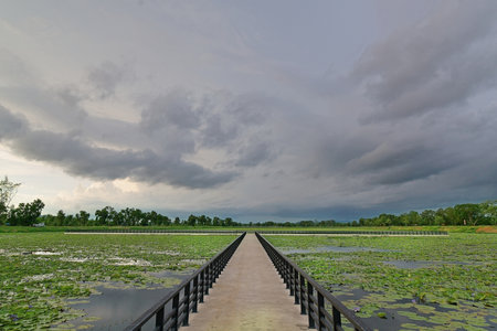 A long straight path stretches through a beautiful cloudy lotus pond. The lotus pond is covered with lotus leaves and lotus fronds, with clear water visible at intervals. The path is made of concrete and has black railings on both sidesの写真素材