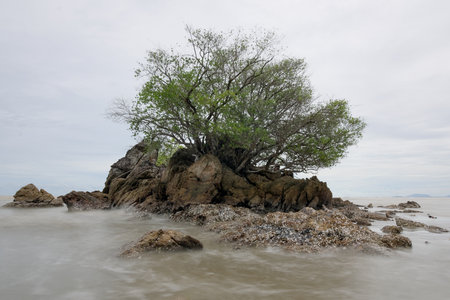 A tree is growing on a rock in the ocean. The water is calm and the sky is cloudyの写真素材