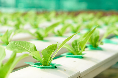 Organic hydroponic vegetable ,Cultivation hydroponic green vegetable in farm plant ,Hydroponics method of growing plants using mineral nutrient solutionsの写真素材