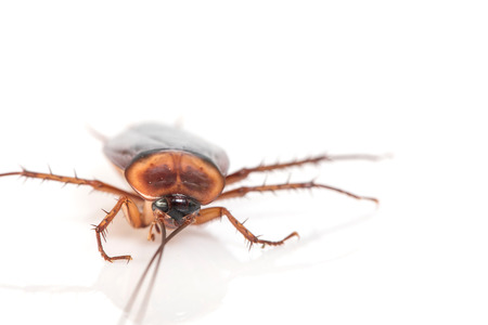 cockroachの写真素材