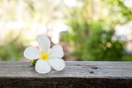 Plumeria or frangipaniの写真素材