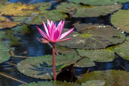 Pink lotus on pondの写真素材