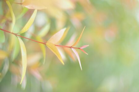 leaves of christina 