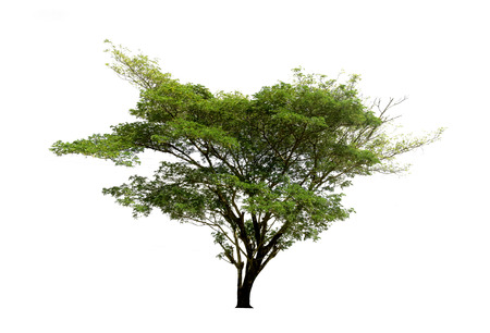 Trees isolated on white background, tropical trees isolated used for design, with clipping pathの写真素材